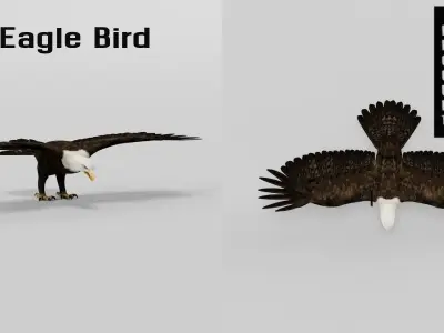 Bald Eagle BIrd 3D model
