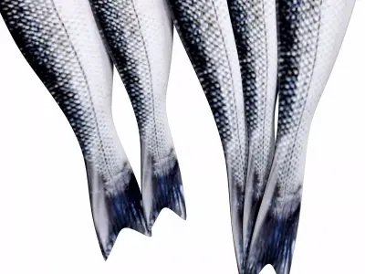 Seabass Fish 3D model