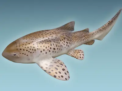 Zebra Shark 3D model