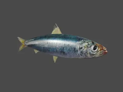 Fish - Sardine - Peixe Low-poly 3D model