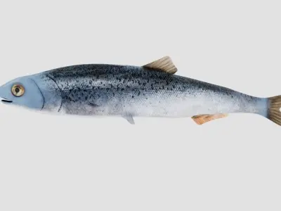 Realistic Anchovy sockeye salmon plush toy Low-poly 3D model