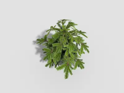 Shrub fir tree Low-poly 3D model