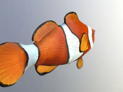 Clownfish High Detailed  3D model
