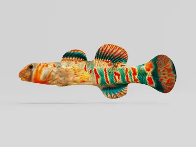 Candy Darter Fish Low-poly 3D model