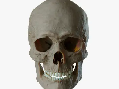 Skull 3D 3D model
