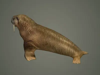 walrus large flippered marine mammal arctic ocean atlantic 3D model