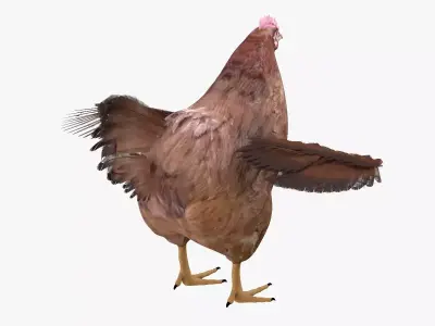 Chicken bird rigged 3d model Low-poly 3D model