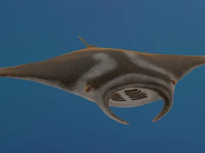 Realistic Giant Manta Ray - Mobula birostris 3D model