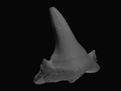 Fossil shark tooth Low-poly 3D model