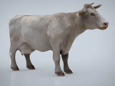 WHITE COW Low-poly 3D model