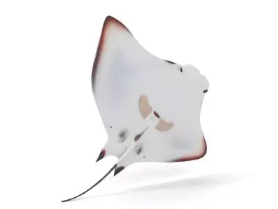 Oceanic Manta Ray model pack Low-poly 3D model