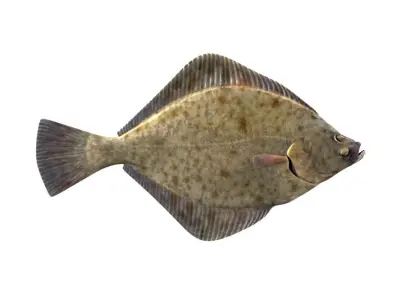 European Plaice Fish Pleuronectes Platessa 3D model