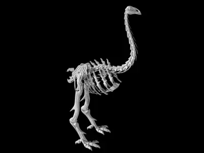 Moa skeleton Low-poly 3D model