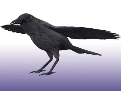 Crow Rig Low-poly 3D model
