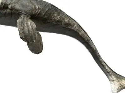 Tylosaurus 3D model Rigged Low-poly 3D model