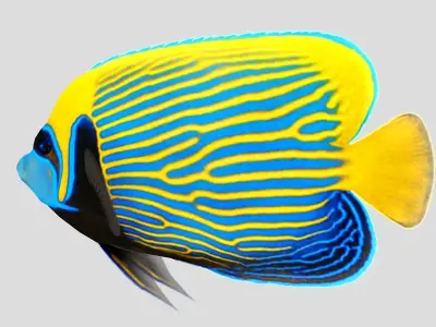 Emperor Angel fish Low-poly 3D model