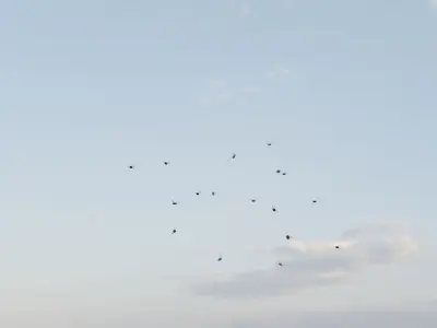 Insects and birds Free low-poly 3D model