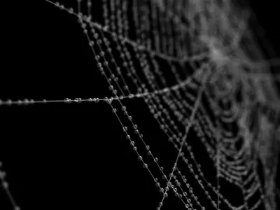 Spiderweb 2 3D model