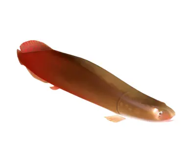 Pirarucu Animated Fish  Low-poly 3D model