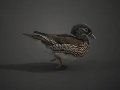 Mandarin Duck Female Animated VFX Grace 3D model