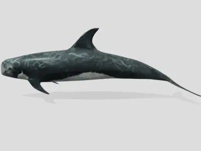 Risso Dolphin Animated Low-poly Low-poly 3D model