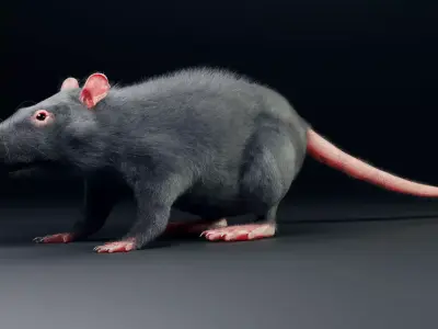 Rat model Low-poly 3D model