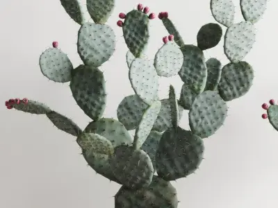 Opuntia In Concrete Planters. Cactus Set 3D model