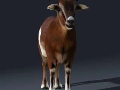 Goat (2) (ANIMATED) (FUR) 3D model