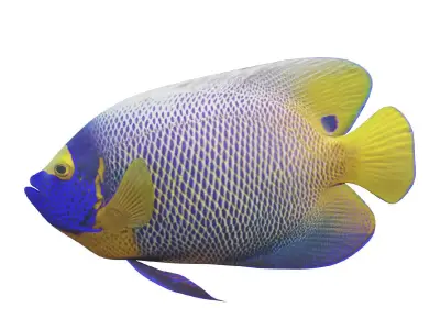 Blue girdled Angelfish set 02 Low-poly 3D model