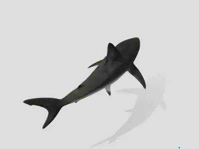 Bull Shark Realistic Animated Low-poly 3D model