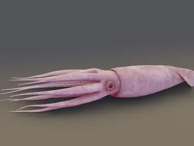 Squid Animated Low-poly 3D model