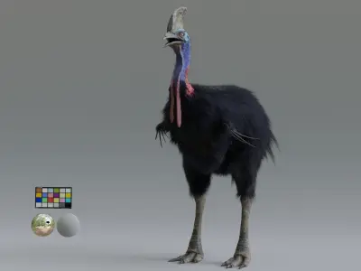 cassowary ostrich Low-poly 3D model