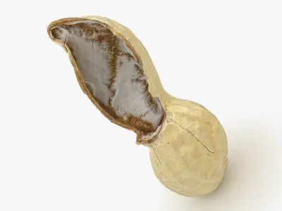 Open Peanut Shell 01 3D model