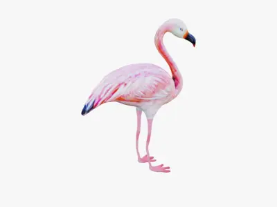 Flamingo Free 3D model