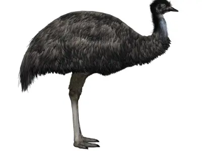 Emu with realistic fur Low-poly 3D model