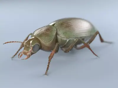Ground Beetle Insect Low-poly 3D model