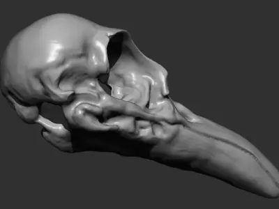 High Poly Raven Skull Sculpt Free 3D model