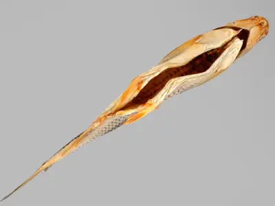 Chub dry fish Low-poly 3D model