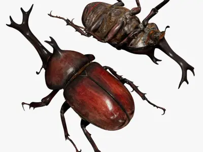 rhinocerosBeetle 3D 3D model