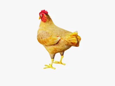 Chicken Free 3D model buy