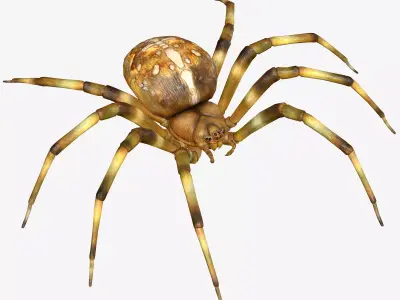 Orb Weaver Spider Low-poly 3D model