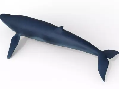 Whale game ready Low-poly 3D model