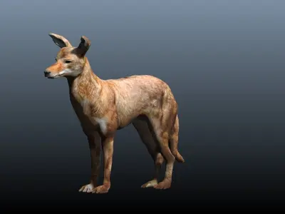 ethiopian wolf  3D model