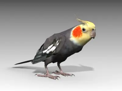 Cockatiel bird Low-poly 3D model