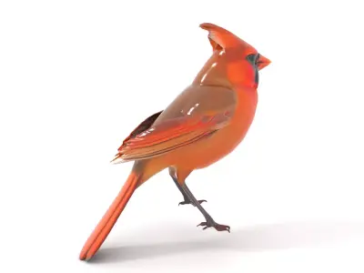 Scarlet Cardinal model pack Low-poly 3D model