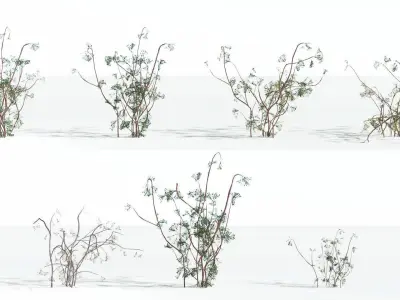 EVERYPlant Baiera LowPoly 1 --14 Models-- Low-poly 3D model