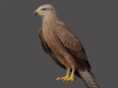 Black Kite Animation -  Blender 3D model