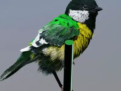 Great Tit 3D model