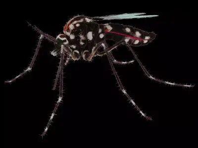 Midge mosquito 3D model