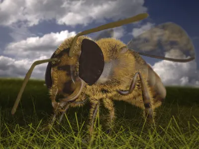 Asian hornet bee 3D model